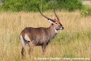 Parc national Queen Elizabeth - Ouganda