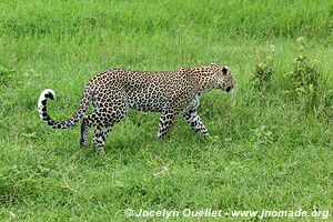 Parc national du Serengeti - Tanzanie
