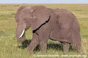 Parc national du Serengeti - Tanzanie