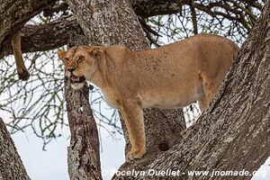 Parc national du Serengeti - Tanzanie