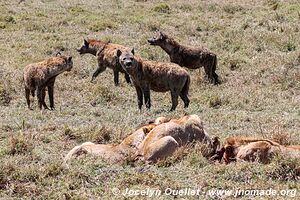 Parc national du Serengeti - Tanzanie