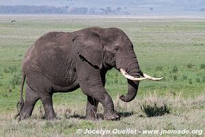 Aire de conservation du Ngorongoro - Tanzanie