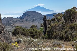 Parc national du Kilimandjaro - Tanzanie