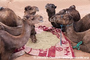 Rando dans l'Erg Sahel - Maroc