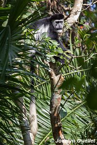 Bigodi Wetland Sanctuary - Ouganda