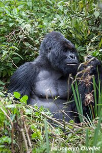 Forêt impénétrable de Bwindi - Ouganda