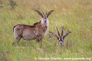 Parc national de Ruma - Kenya