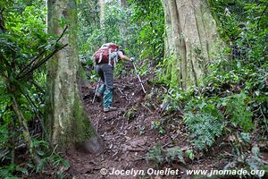 Forêt impénétable de Bwindi - Ouganda