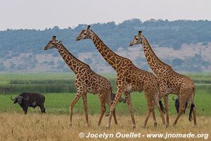 Parc national de l'Akagera - Rwanda