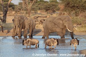 Parc national de Tarangire - Tanzanie