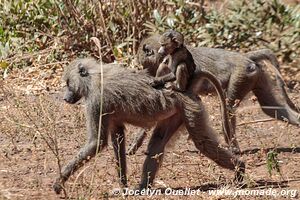 Tanzanie