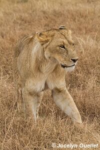 Aire de conservation du Ngorongoro - Tanzanie