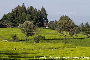 Sur la route - Kenya