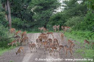Zone Mahango - Parc national Bwabwata - Bande de Caprivi - Namibie