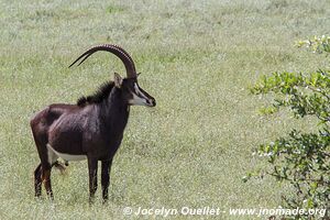 Zone Mahango - Parc national Bwabwata - Bande de Caprivi - Namibie