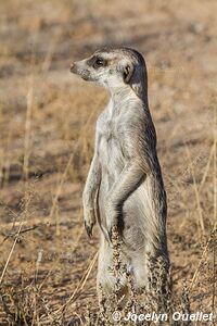 Parc transfrontalier de Kgalagadi - Afrique du Sud