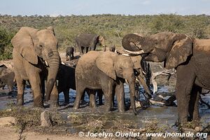 Parc Hluhluwe-Imfolozi - The Elephant Coast - Afrique du Sud