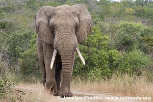 Parc Hluhluwe-Imfolozi - The Elephant Coast - Afrique du Sud