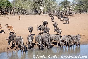 Réserve faunique de Mkhuze - The Elephant Coast - Afrique du Sud