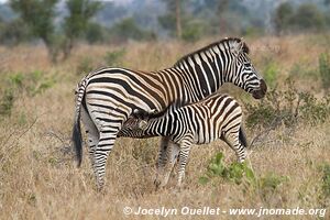 Parc national Kruger - Afrique du Sud