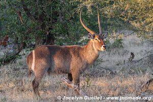 Parc national Kruger - Afrique du Sud