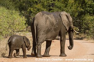 Parc national Kruger - Afrique du Sud