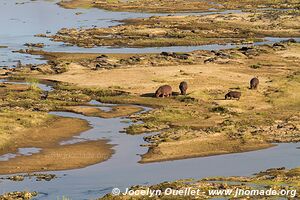 Parc national Kruger - Afrique du Sud