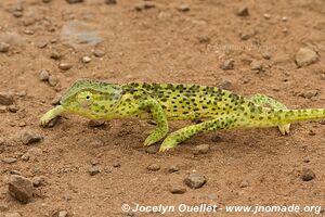 Parc national Pilanesberg - Afrique du Sud