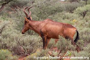 Parc national Mokala - Afrique du Sud