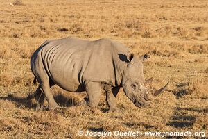Sanctuaire pour rhinos de Khama - Botswana