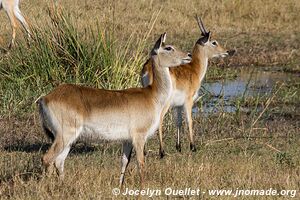 Réserve faunique de Moremi - Botswana