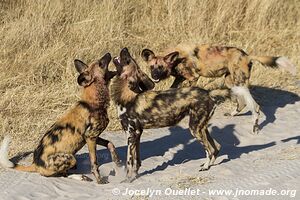 Réserve faunique de Moremi - Botswana