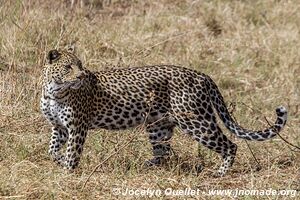Savuti - Parc national de Chobe - Botswana