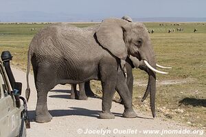 Parc national d'Amboseli - Kenya