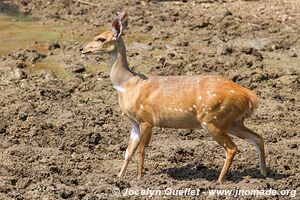 Parc national de Lengwe - Malawi