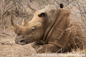 Parc national royal Hlane - Swaziland