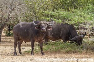 Réserve faunique du Selous - Tanzanie
