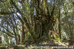 Cerro El Pital - El Salvador