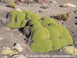 Parc national Lauca - Chili
