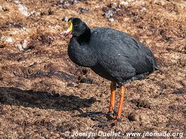 Parc national Lauca - Chili