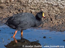 Parc national Lauca - Chili