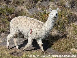 Parc national Lauca - Chili