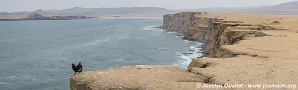 Réserve nationale de Paracas - Pérou