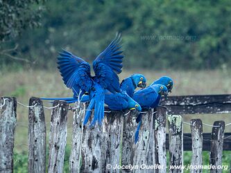 Estrada Parque Pantanal - Pantanal - Brésil