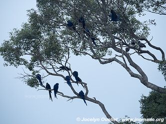 Estrada Parque Pantanal - Pantanal - Brésil