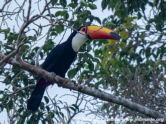 Estrada Parque Pantanal - Pantanal - Brésil