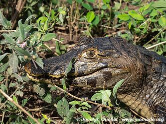 Estrada Parque Pantanal - Pantanal - Brésil