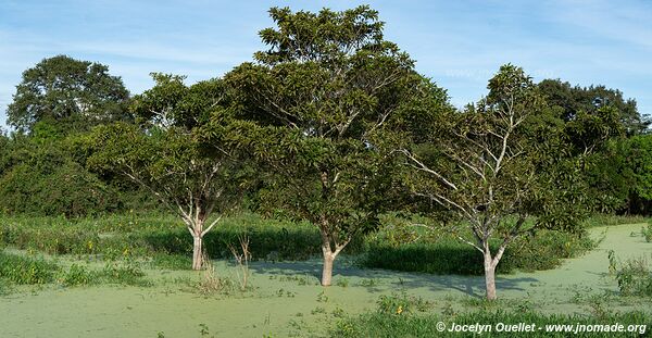 Estrada Parque Pantanal - Pantanal - Brésil